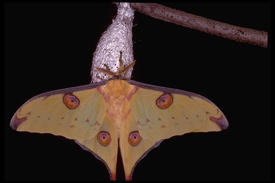 Image of comet moth