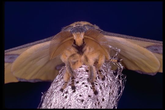 Image of comet moth