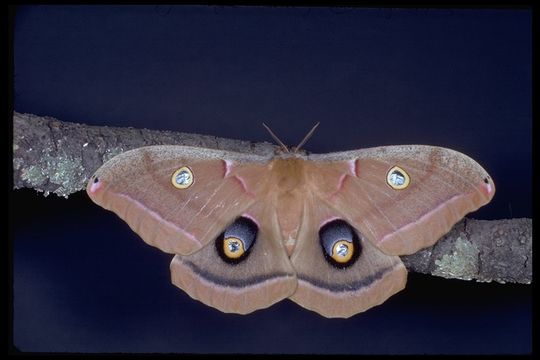 Image of Polyphemus Moth