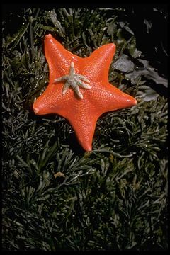 Image of Bat star