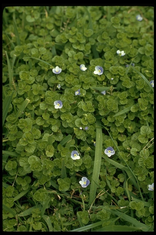 Image of slender speedwell