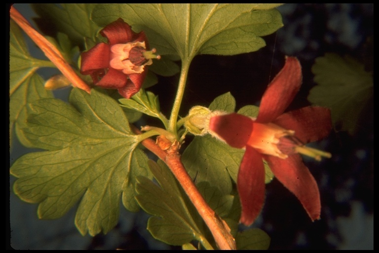 Image of bitter gooseberry