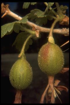 Image of bitter gooseberry