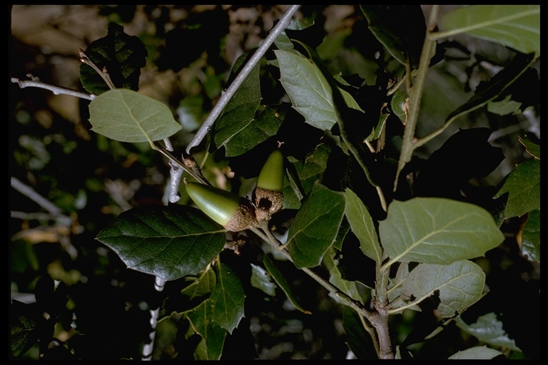 Image of California Live Oak