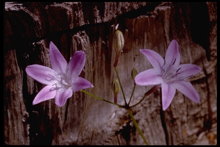 Image of Bridges' brodiaea