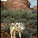 Image of coyotes, dogs, foxes, jackals, and wolves