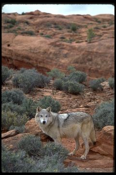 Image of gray wolf