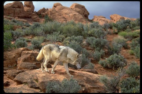 Image of gray wolf