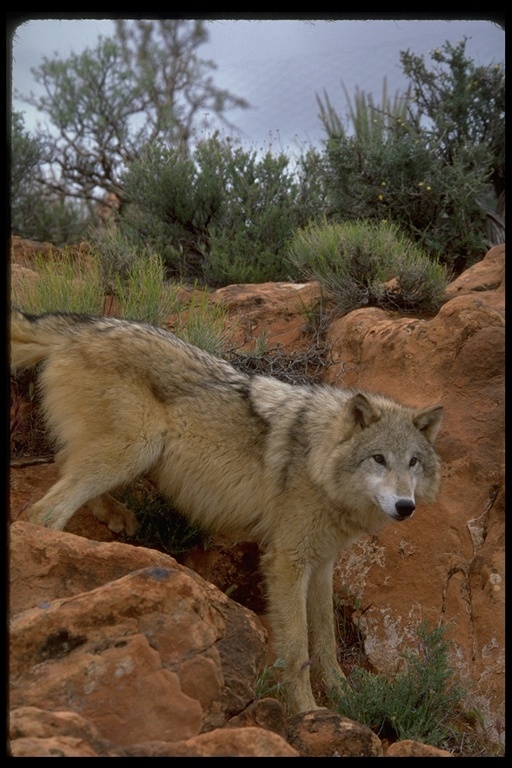 Image of gray wolf