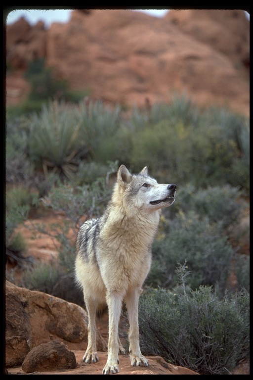 Image of gray wolf