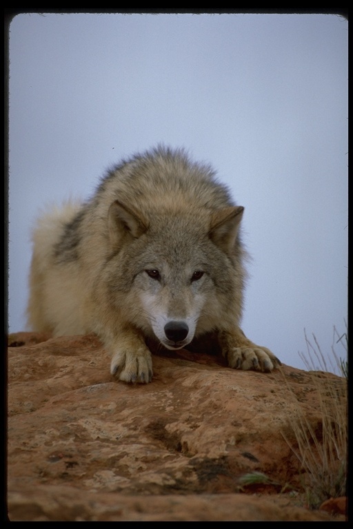 Image of gray wolf