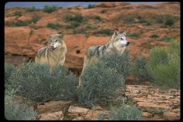 Image of gray wolf