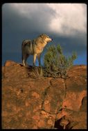 Image of gray wolf