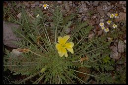 Imagem de Oenothera primiveris A. Gray