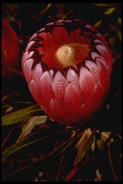 Image de Protea neriifolia R. Br.