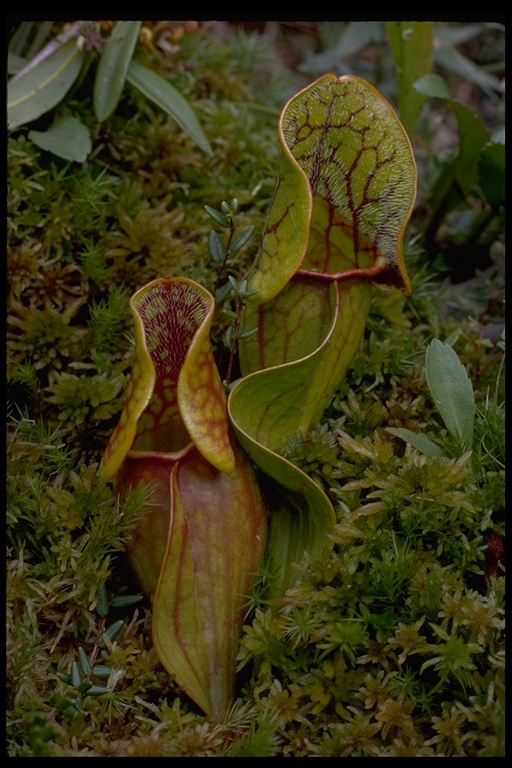 Image of purple pitcherplant