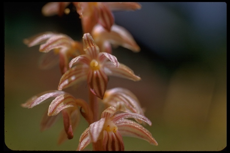 Image of Striped coralroot