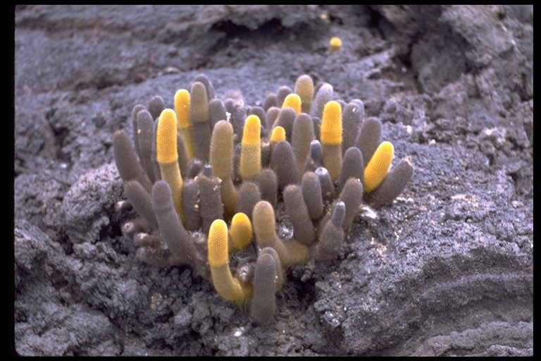 Image of Lava Cactus