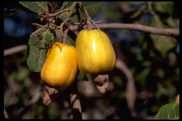 Image of cashew