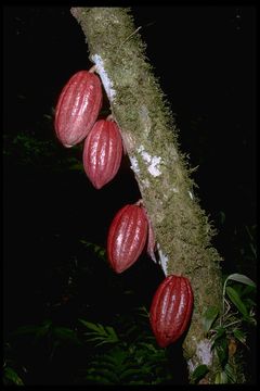 Image of cacao