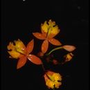 Sivun Epidendrum ibaguense Kunth kuva