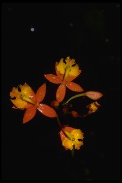 Image of Epidendrum ibaguense Kunth