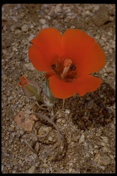 Imagem de Calochortus kennedyi Porter