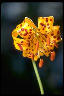 Image de Lilium kelleyanum Lemmon