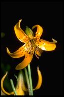 Image de Lilium kelleyanum Lemmon