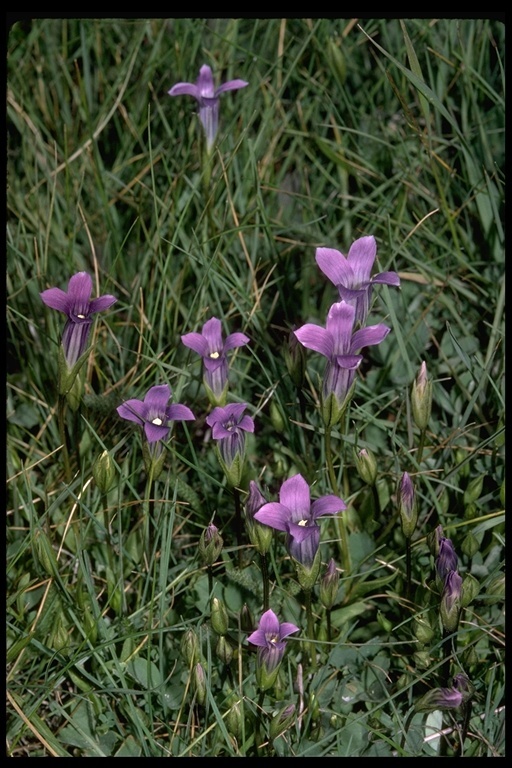 Image of Sierra fringed gentian