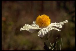 صورة Romneya coulteri Harv.