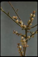 Image of mesquite mistletoe