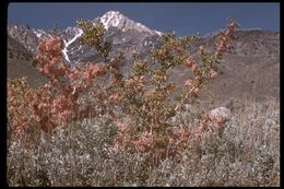 Imagem de Prunus andersonii Gray