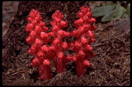 Image of snowplant