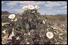 Imagem de Datura wrightii Hort. ex Regel