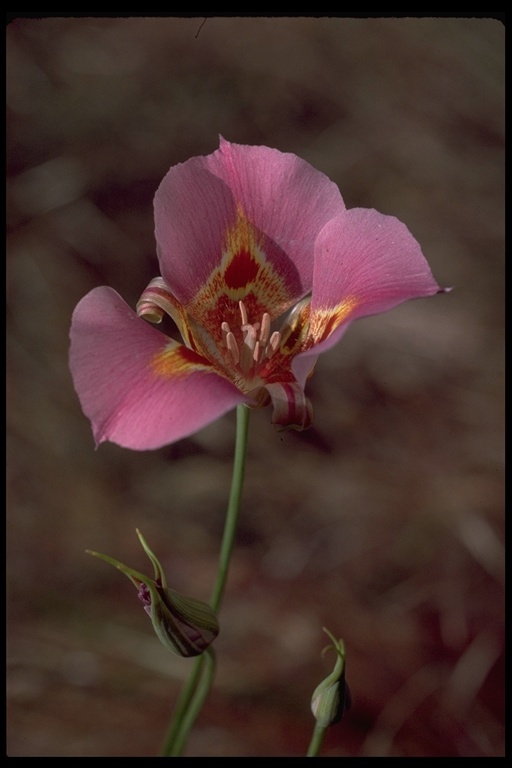 Image de Calochortus venustus Douglas ex Benth.