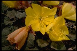 Imagem de Oenothera xylocarpa Coville