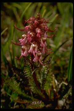 Image of elephanthead lousewort