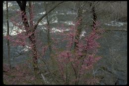 Cercis canadensis var. texensis (S. Watson) M. Hopkins resmi