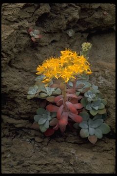 Imagem de Sedum spathulifolium Hook.