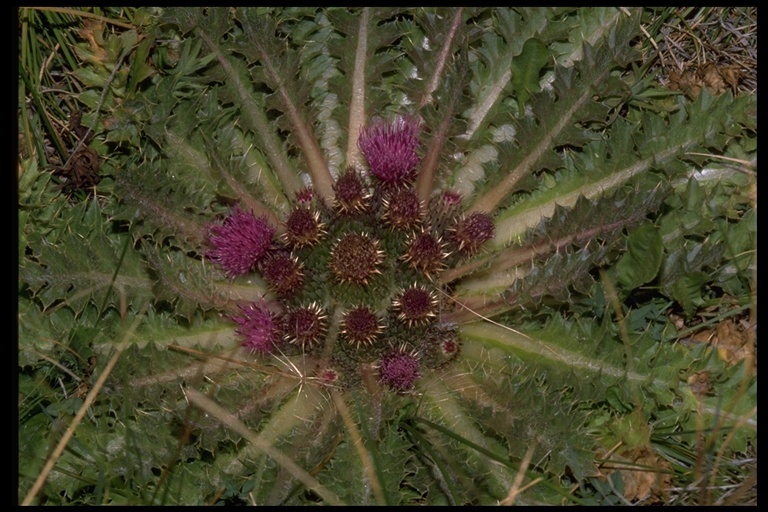 Image of meadow thistle