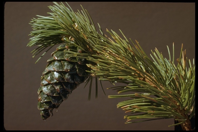 Image of Limber Pine