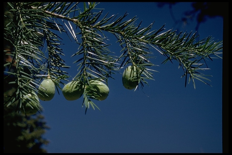 Image of California Nutmeg