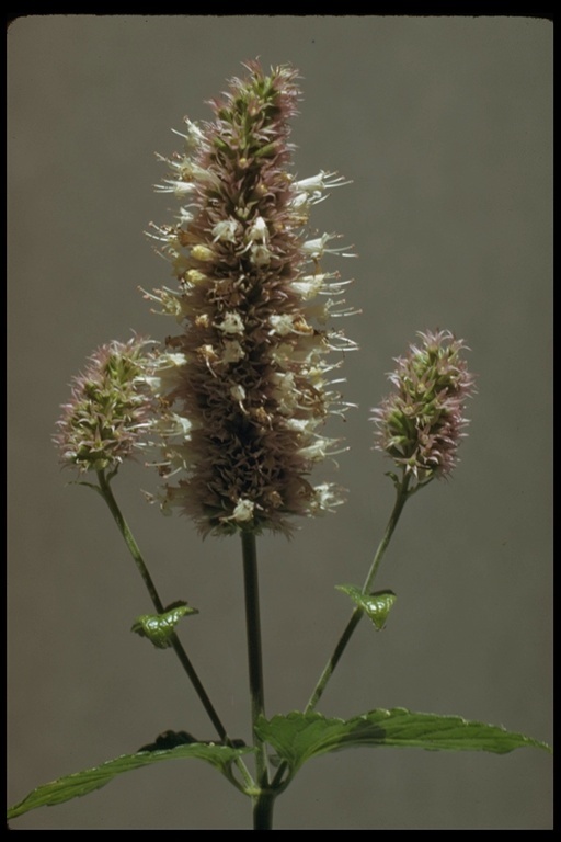 Image of nettleleaf giant hyssop