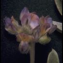 Image of Tidestrom's lupine