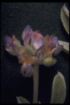 Image of Tidestrom's lupine