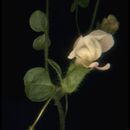 Image of <i>Antirrhinum vexillocalyculatum</i>