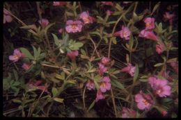 Image of <i>Mimulus torreyi</i>