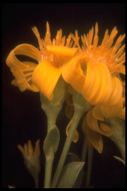 Image of stemless mock goldenweed