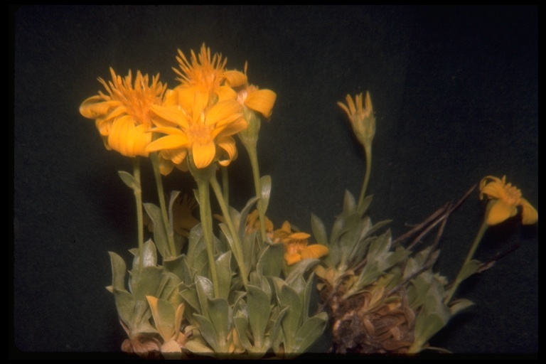 Image of stemless mock goldenweed